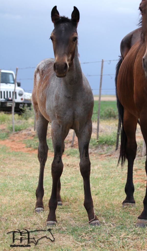 Miss Shiney's 2022 Roan Filly